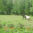 Horses on a Spring Morning